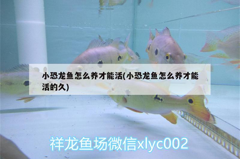 小恐龍魚怎么養(yǎng)才能活(小恐龍魚怎么養(yǎng)才能活的久) 三間鼠魚