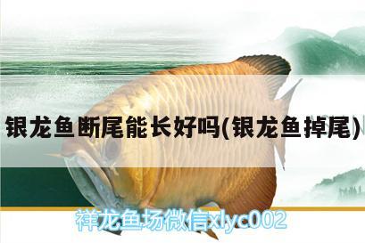 銀龍魚斷尾能長好嗎(銀龍魚掉尾)