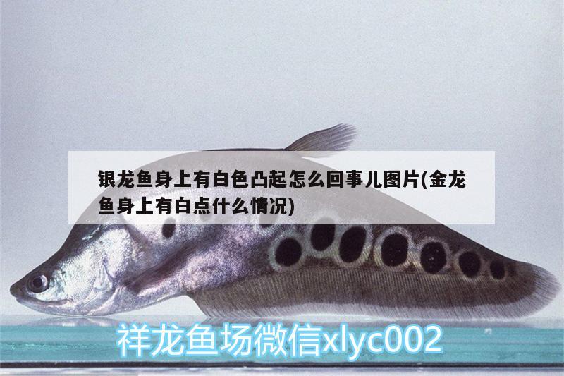 銀龍魚身上有白色凸起怎么回事兒圖片(金龍魚身上有白點什么情況)