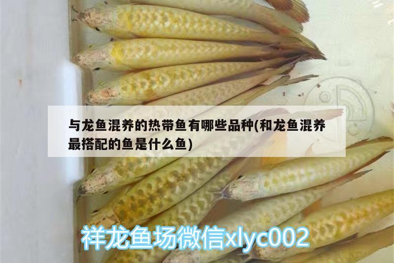 與龍魚混養(yǎng)的熱帶魚有哪些品種(和龍魚混養(yǎng)最搭配的魚是什么魚) 觀賞魚魚苗