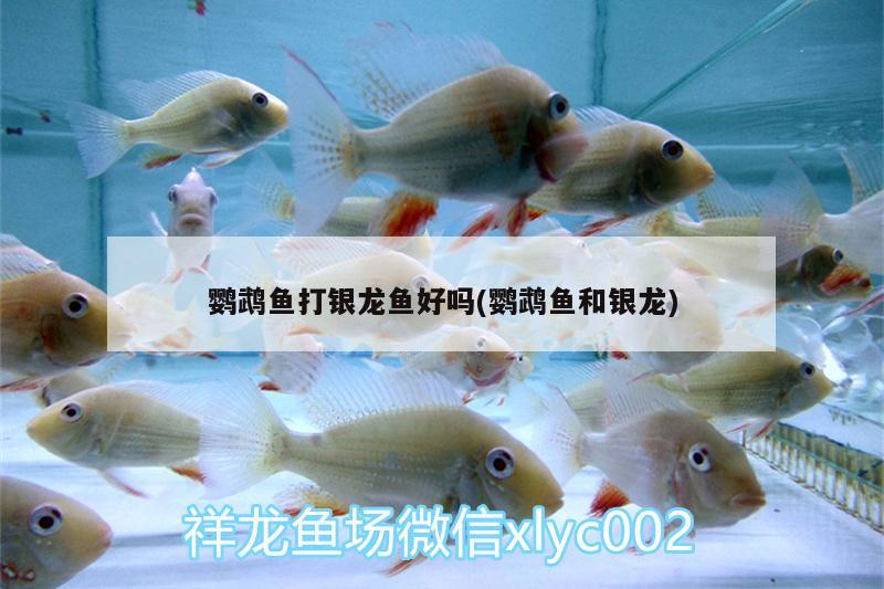 鸚鵡魚打銀龍魚好嗎(鸚鵡魚和銀龍)