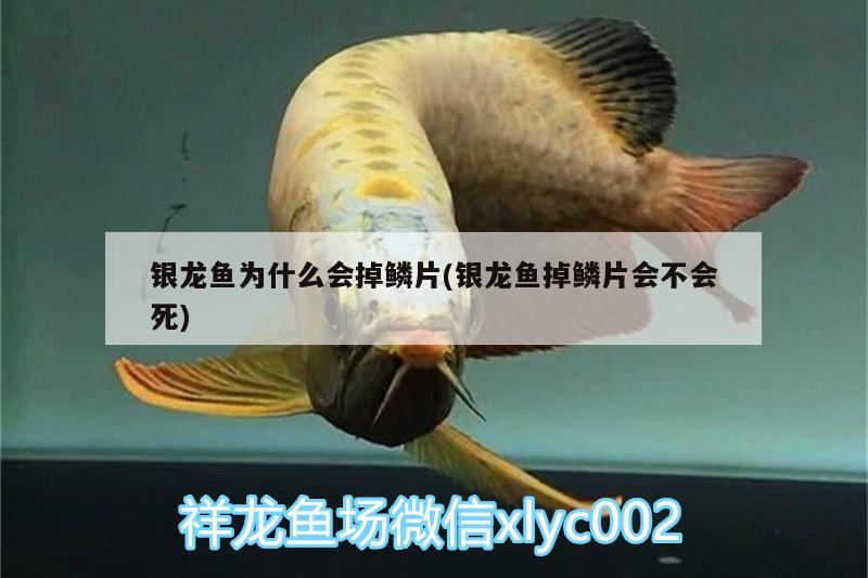 銀龍魚為什么會掉鱗片(銀龍魚掉鱗片會不會死) 銀龍魚