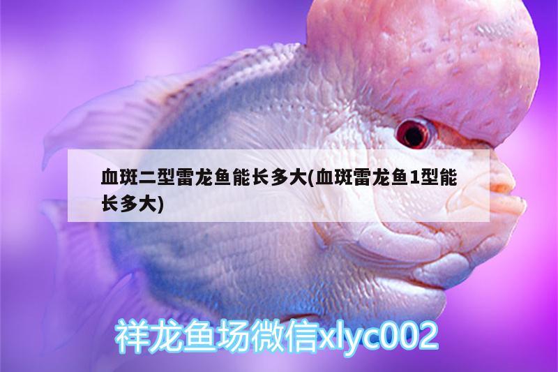 血斑二型雷龍魚(yú)能長(zhǎng)多大(血斑雷龍魚(yú)1型能長(zhǎng)多大)