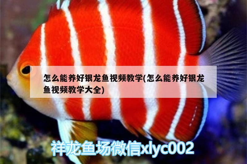 怎么能養(yǎng)好銀龍魚視頻教學(xué)(怎么能養(yǎng)好銀龍魚視頻教學(xué)大全) 銀龍魚