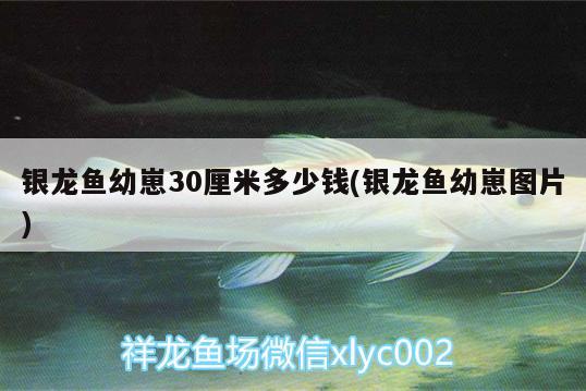 銀龍魚幼崽30厘米多少錢(銀龍魚幼崽圖片)