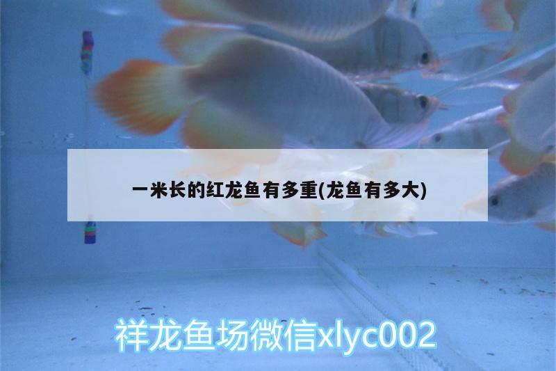 一米長(zhǎng)的紅龍魚(yú)有多重(龍魚(yú)有多大)