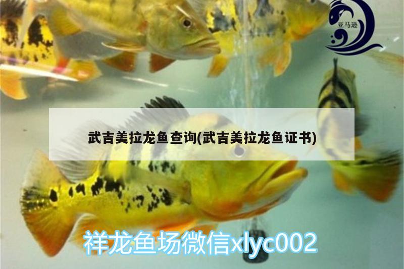 武吉美拉龍魚查詢(武吉美拉龍魚證書) 武吉美拉金龍魚