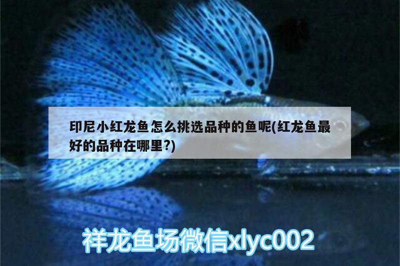 印尼小紅龍魚怎么挑選品種的魚呢(紅龍魚最好的品種在哪里?)