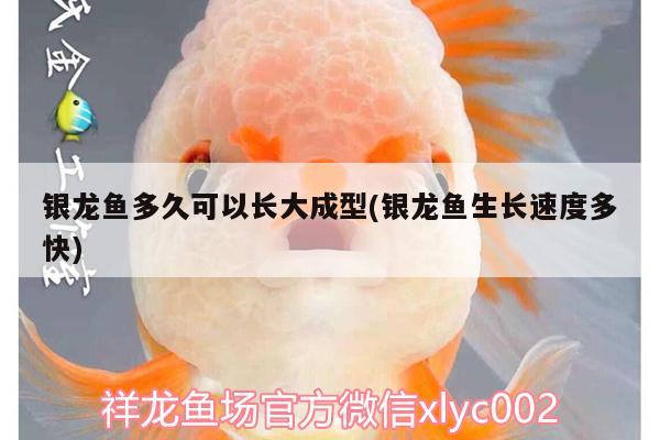 銀龍魚多久可以長大成型(銀龍魚生長速度多快) 銀龍魚百科