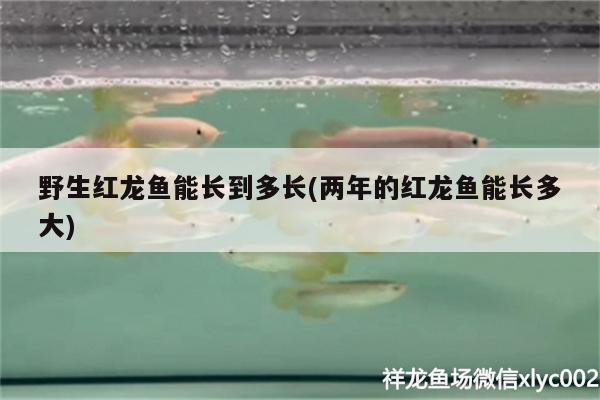 野生紅龍魚能長(zhǎng)到多長(zhǎng)(兩年的紅龍魚能長(zhǎng)多大)