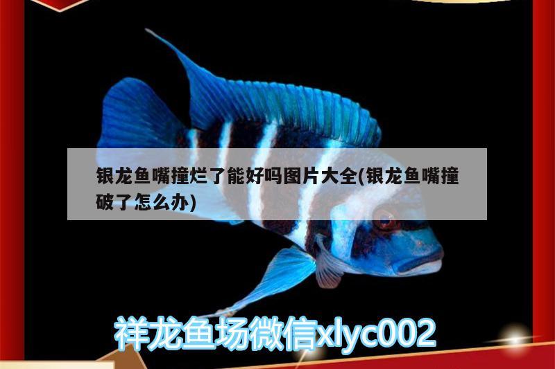 銀龍魚嘴撞爛了能好嗎圖片大全(銀龍魚嘴撞破了怎么辦)