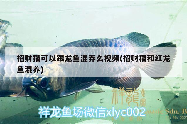 招財(cái)貓可以跟龍魚混養(yǎng)么視頻(招財(cái)貓和紅龍魚混養(yǎng)) 水草