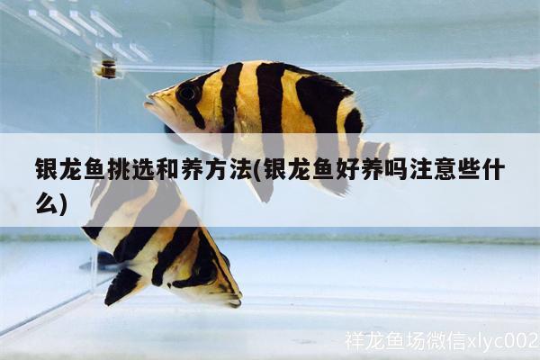 銀龍魚挑選和養(yǎng)方法(銀龍魚好養(yǎng)嗎注意些什么) 銀龍魚