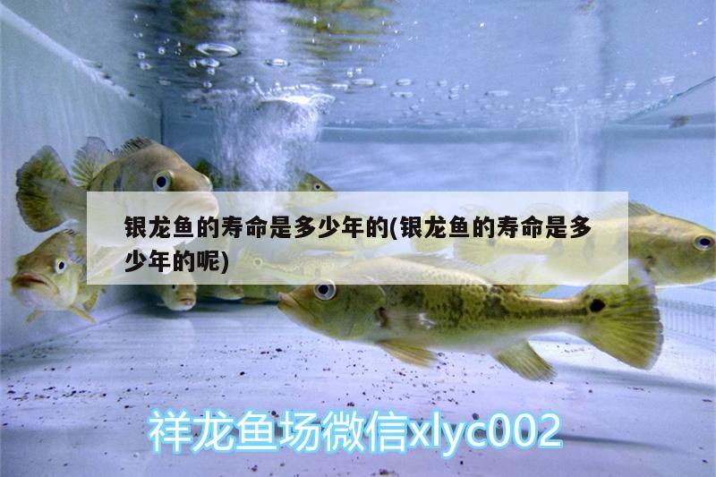 銀龍魚的壽命是多少年的(銀龍魚的壽命是多少年的呢) 銀龍魚