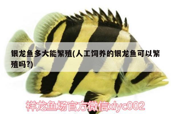 銀龍魚多大能繁殖(人工飼養(yǎng)的銀龍魚可以繁殖嗎?)