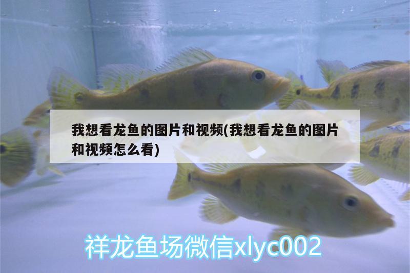 我想看龍魚的圖片和視頻(我想看龍魚的圖片和視頻怎么看) B級過背金龍魚