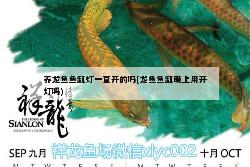 養(yǎng)龍魚魚缸燈一直開的嗎(龍魚魚缸晚上用開燈嗎)