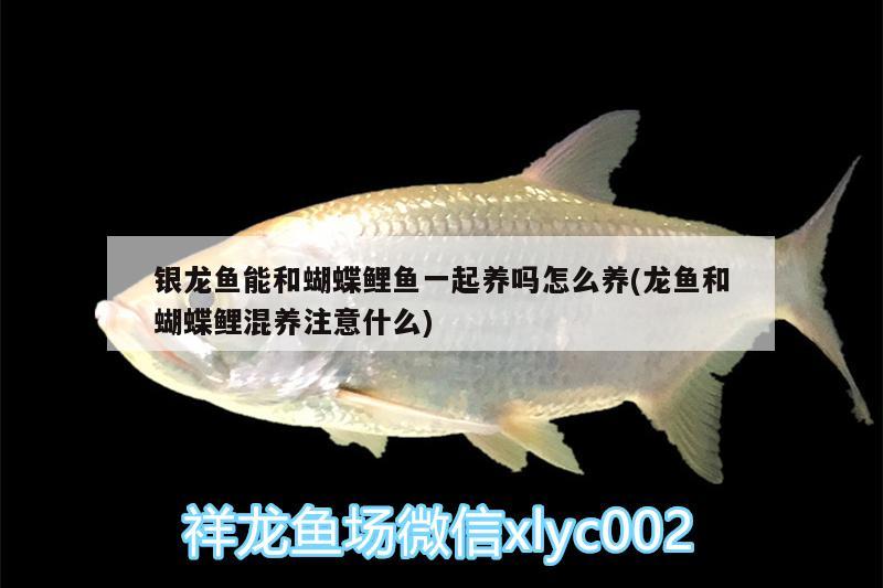 銀龍魚能和蝴蝶鯉魚一起養(yǎng)嗎怎么養(yǎng)(龍魚和蝴蝶鯉混養(yǎng)注意什么) 蝴蝶鯉