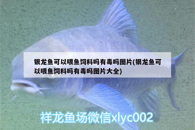 銀龍魚可以喂魚飼料嗎有毒嗎圖片(銀龍魚可以喂魚飼料嗎有毒嗎圖片大全) 銀龍魚百科