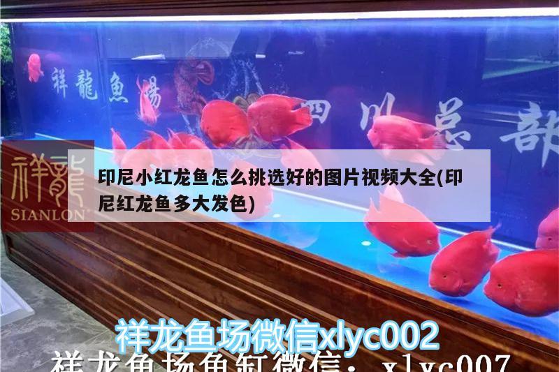 印尼小紅龍魚怎么挑選好的圖片視頻大全(印尼紅龍魚多大發(fā)色) 印尼紅龍魚