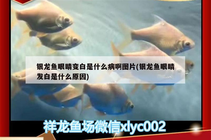 銀龍魚(yú)眼睛變白是什么病啊圖片(銀龍魚(yú)眼睛發(fā)白是什么原因) 銀龍魚(yú)百科