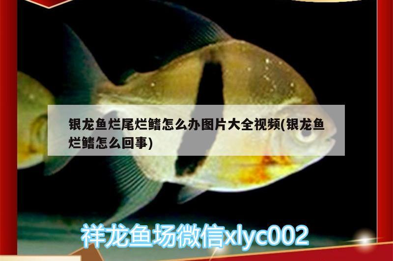 銀龍魚爛尾爛鰭怎么辦圖片大全視頻(銀龍魚爛鰭怎么回事) 銀龍魚