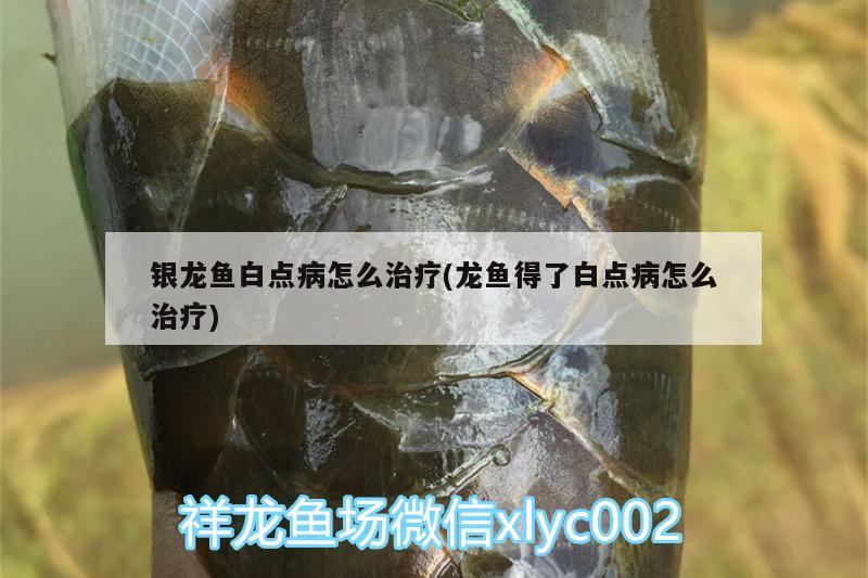 銀龍魚白點病怎么治療(龍魚得了白點病怎么治療)