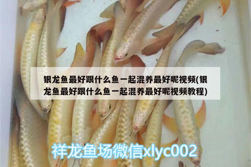 銀龍魚最好跟什么魚一起混養(yǎng)最好呢視頻(銀龍魚最好跟什么魚一起混養(yǎng)最好呢視頻教程)