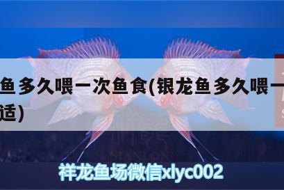 銀龍魚(yú)多久喂一次魚(yú)食(銀龍魚(yú)多久喂一次魚(yú)食合適) 銀龍魚(yú)