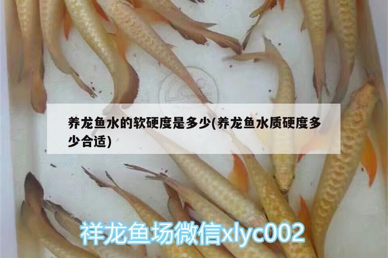 養(yǎng)龍魚水的軟硬度是多少(養(yǎng)龍魚水質(zhì)硬度多少合適) 廣州龍魚批發(fā)市場