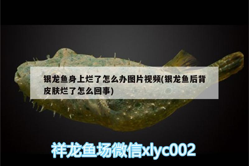 銀龍魚身上爛了怎么辦圖片視頻(銀龍魚后背皮膚爛了怎么回事) 銀龍魚百科