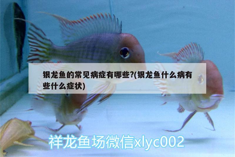 銀龍魚的常見病癥有哪些?(銀龍魚什么病有些什么癥狀) 銀龍魚百科