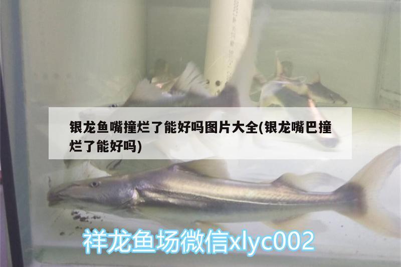 銀龍魚嘴撞爛了能好嗎圖片大全(銀龍嘴巴撞爛了能好嗎) 銀龍魚