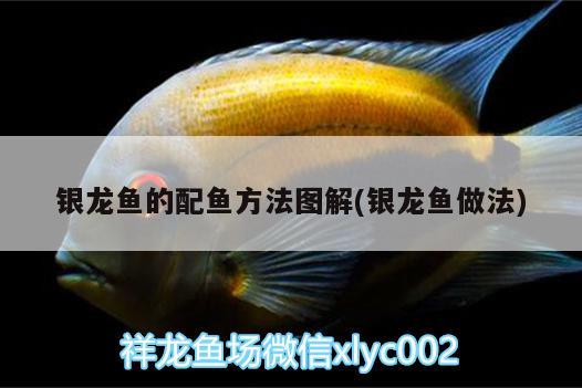 銀龍魚(yú)的配魚(yú)方法圖解(銀龍魚(yú)做法) 銀龍魚(yú)