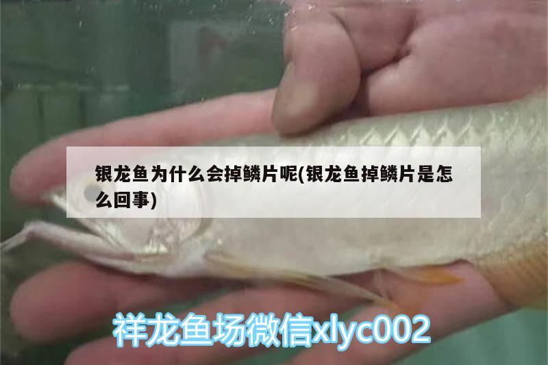 銀龍魚為什么會掉鱗片呢(銀龍魚掉鱗片是怎么回事)