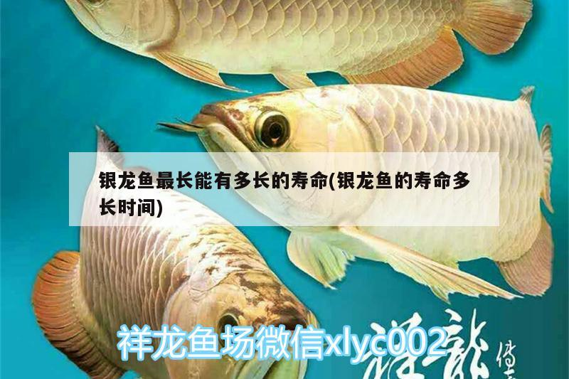 銀龍魚最長(zhǎng)能有多長(zhǎng)的壽命(銀龍魚的壽命多長(zhǎng)時(shí)間)