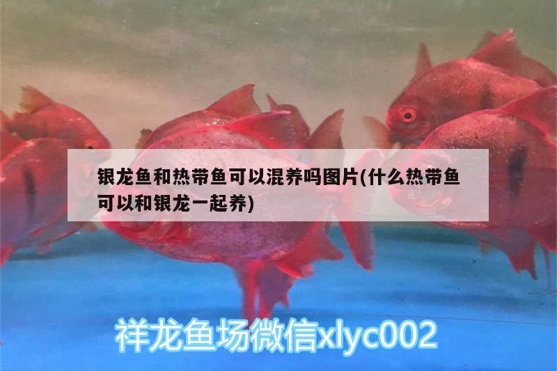 銀龍魚和熱帶魚可以混養(yǎng)嗎圖片(什么熱帶魚可以和銀龍一起養(yǎng))