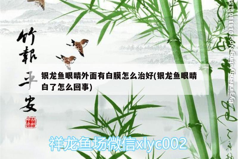 銀龍魚眼睛外面有白膜怎么治好(銀龍魚眼睛白了怎么回事)