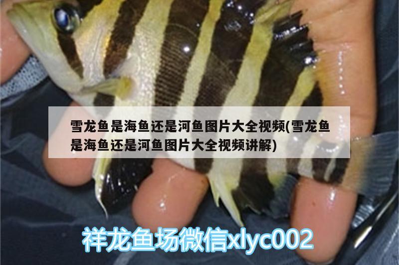 雪龍魚是海魚還是河魚圖片大全視頻(雪龍魚是海魚還是河魚圖片大全視頻講解) 刀魚魚