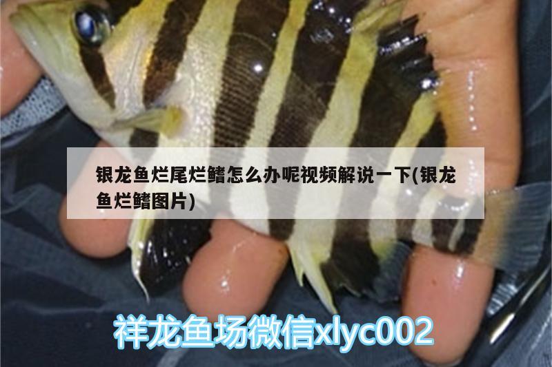 銀龍魚爛尾爛鰭怎么辦呢視頻解說一下(銀龍魚爛鰭圖片) 銀龍魚