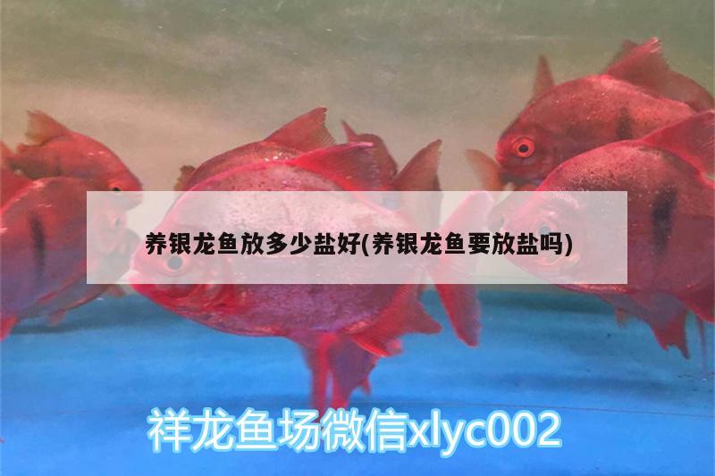 養(yǎng)銀龍魚放多少鹽好(養(yǎng)銀龍魚要放鹽嗎) 銀龍魚百科