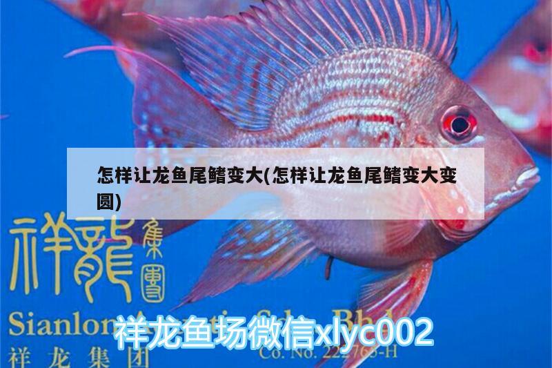 怎樣讓龍魚尾鰭變大(怎樣讓龍魚尾鰭變大變圓) 虎魚魚苗