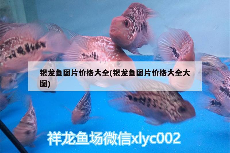 銀龍魚圖片價格大全(銀龍魚圖片價格大全大圖) 銀龍魚百科