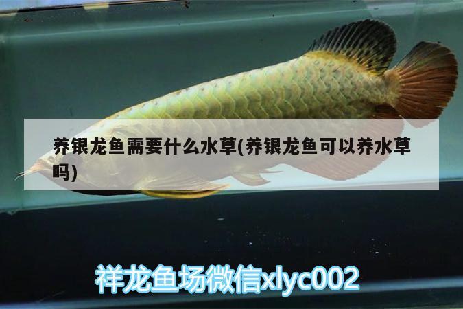 養(yǎng)銀龍魚(yú)需要什么水草(養(yǎng)銀龍魚(yú)可以養(yǎng)水草嗎) 銀龍魚(yú)百科