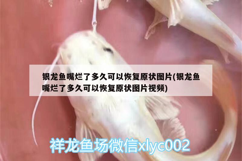 銀龍魚嘴爛了多久可以恢復(fù)原狀圖片(銀龍魚嘴爛了多久可以恢復(fù)原狀圖片視頻) 銀龍魚百科