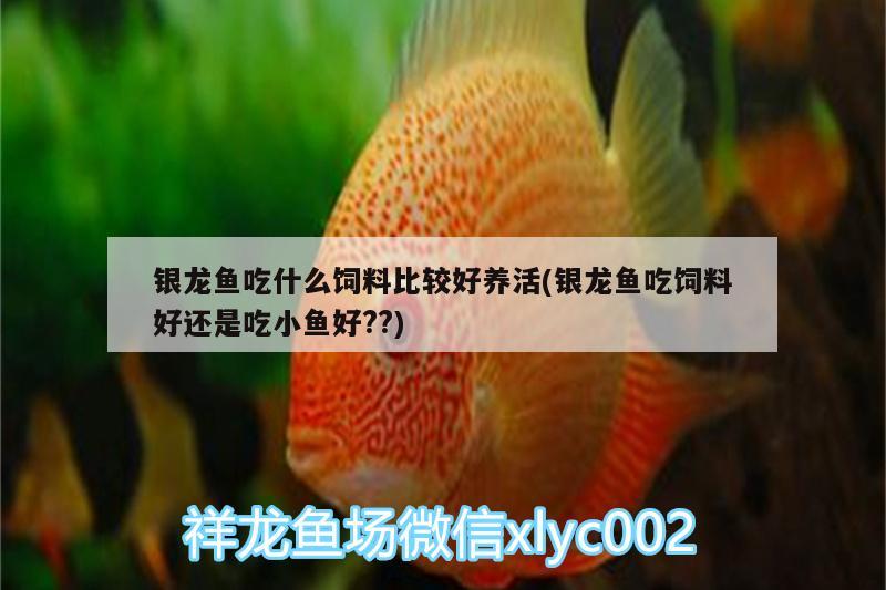 銀龍魚吃什么飼料比較好養(yǎng)活(銀龍魚吃飼料好還是吃小魚好??)