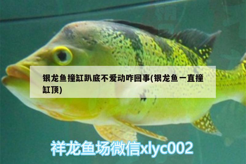 銀龍魚撞缸趴底不愛動咋回事(銀龍魚一直撞缸頂) 銀龍魚百科