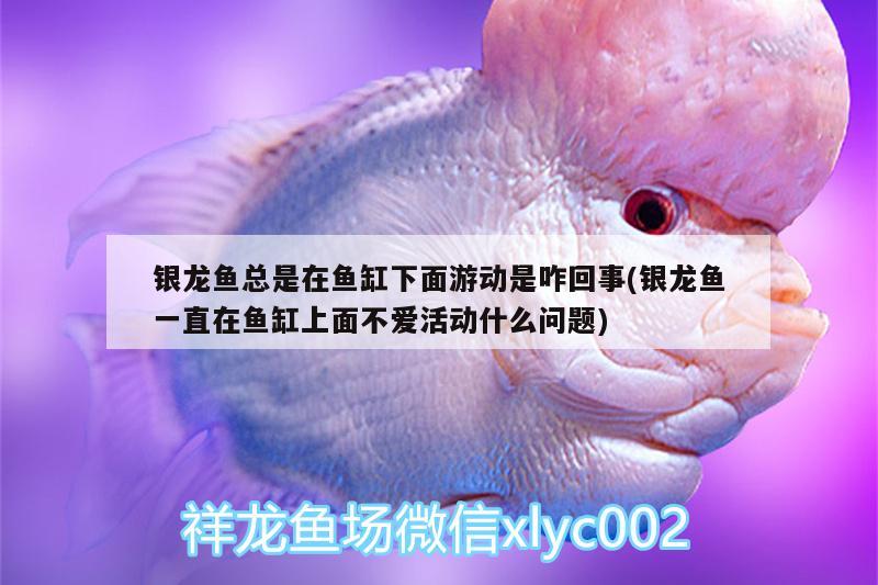 銀龍魚總是在魚缸下面游動是咋回事(銀龍魚一直在魚缸上面不愛活動什么問題)