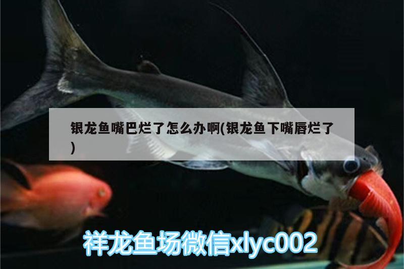 銀龍魚嘴巴爛了怎么辦啊(銀龍魚下嘴唇爛了)