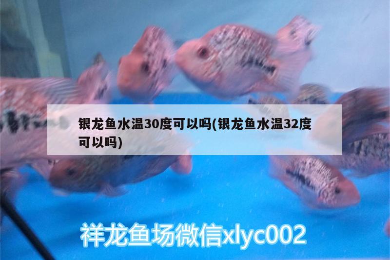 銀龍魚(yú)水溫30度可以嗎(銀龍魚(yú)水溫32度可以嗎)